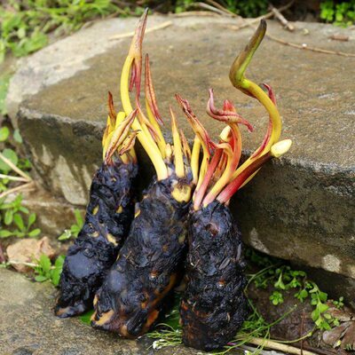 大睡莲种根块水培植物四季开池塘鱼缸水养荷花带芽苞重瓣碗莲根茎