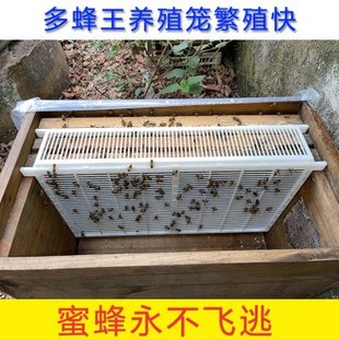 蜜蜂多王群饲养笼隔王栅产卵控制器防逃笼双王群养殖隔王板防盗片