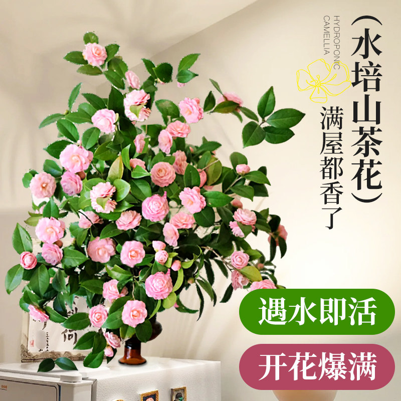 山茶花水培植物室内带花苞鲜切枝鲜花盆栽客厅办公室桌面花卉绿植