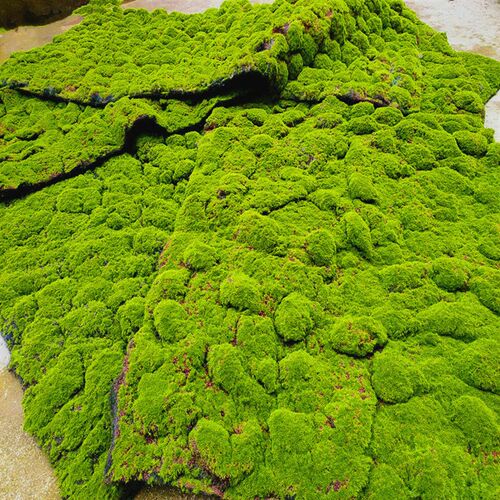 仿真青苔藓草皮草坪植物墙微景观软装场背景橱窗展示拍摄盆景盆栽