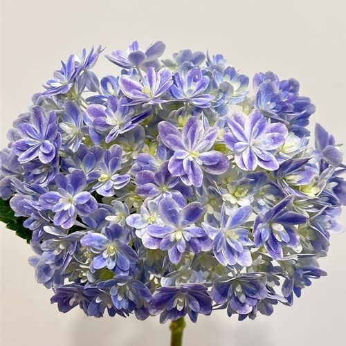 大花绣球万华镜美安吉镜花水月粉笔画山紫水明花魔幻海洋盆栽花苗