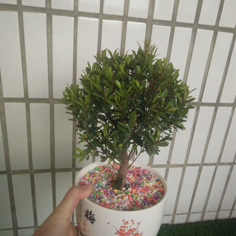 小叶赤楠盆栽 小叶赤楠迷你植物 树桩盆栽自拍照片可带盆栽好