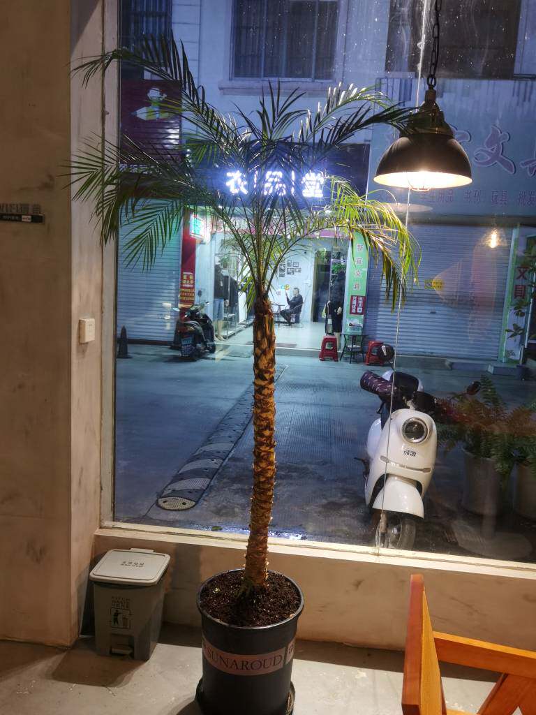 7号棚1.6-1.7米(一物一拍)自选四季常青棕榈树美丽针葵树 刺葵树