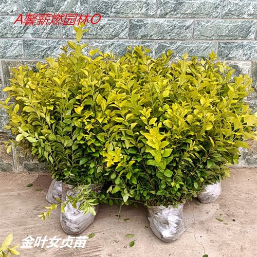 金叶女贞树苗小叶女贞耐寒不落叶金边黄杨绿化园林庭院篱笆工程苗