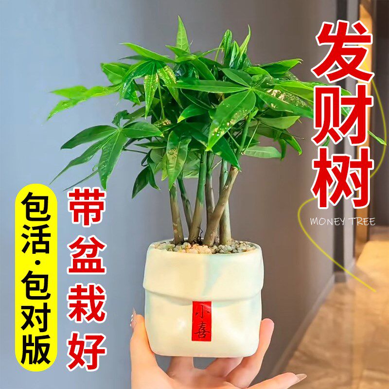 发财树盆栽办公桌面室内旺宅招财绿植物工位摆件老桩树苗风水花卉