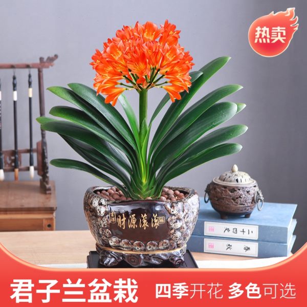 君子兰盆栽老苗带花苞四季好养多肉花卉绿植物室内圆头和尚大小苗图片