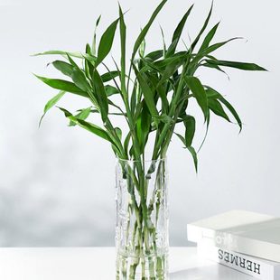 富贵竹花瓶玻璃大号透明水养百合雪柳吊钟马醉木插花摆件客厅简约