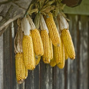 干玉米装饰挂件棒子带皮串东北农家乐玉米穗干花大苞米棒酒店摆件