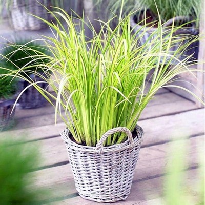 金叶石菖蒲盆苗  多年生耐寒耐热岩石园水生盆栽植物【鲁虹园艺】