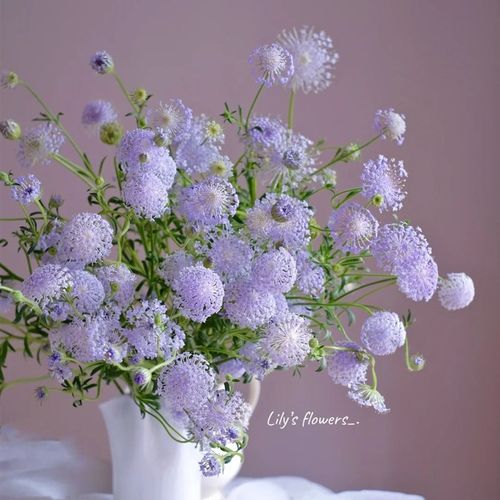 翠珠鲜切花孔雀草配花仙气十足蓝盆花草花瓶插室内水培昆明直发