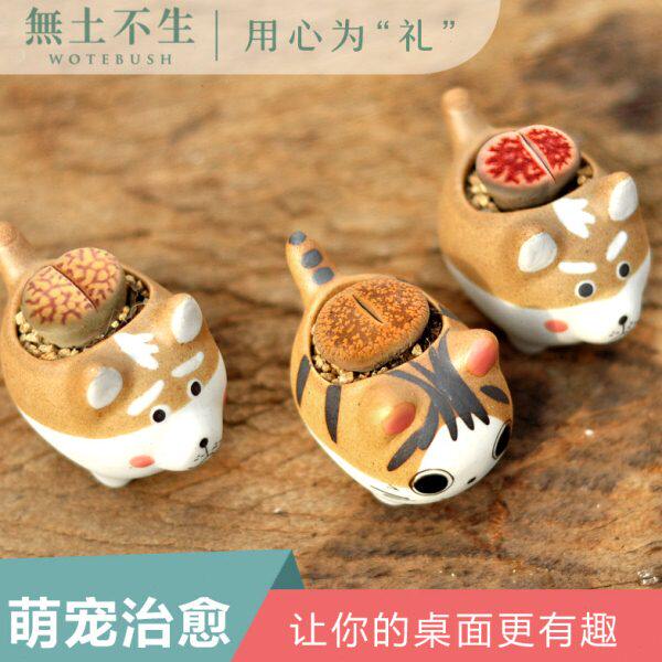 pp生石花屁股花多肉大颗含盆土套餐石头花石生花个性多肉创意花盆