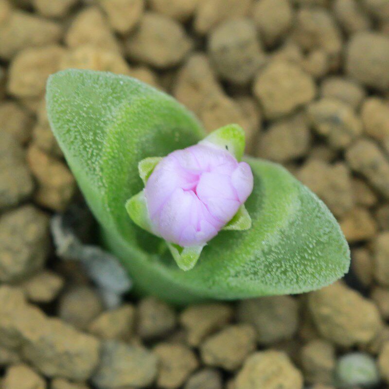 8年CR1340冰风铃优选番杏肉锥生石花屁股花pp花盆栽植物爱萌多肉