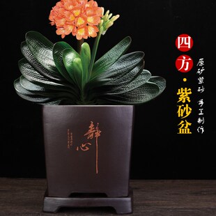 宜兴紫砂君子兰专用四方长方w手工透气养根绿植桌面陶瓷盆景兰花