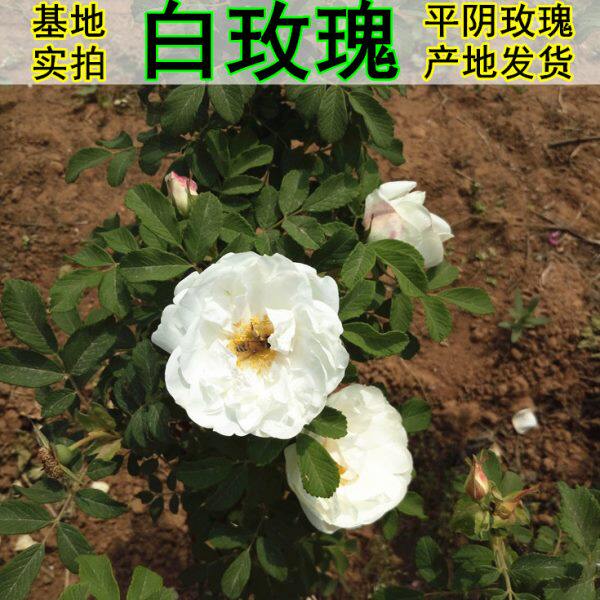 食用白玫瑰原生苗 白玫瑰苗木 白色可食用树苗平阴二号做玫瑰花茶