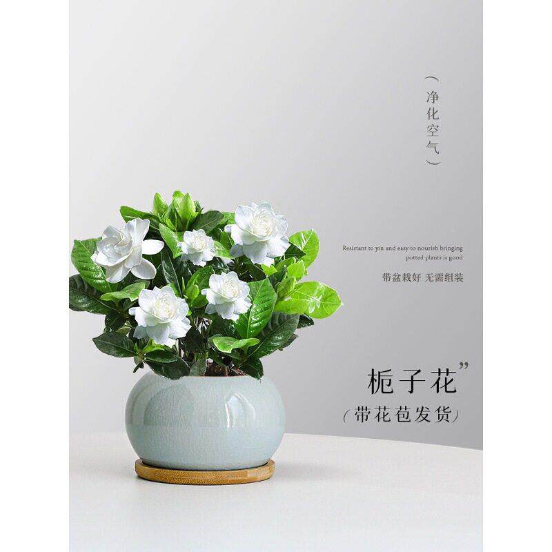 小叶室栀子花带0425花绿卉苞盆栽公室内好养活观花客厅花常桌面摆