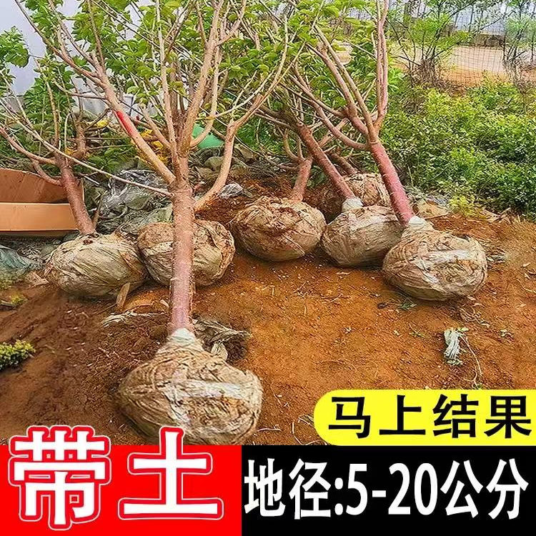 特大车厘子树苗嫁接大樱桃树南方北方四季种植庭院别墅水果树果苗