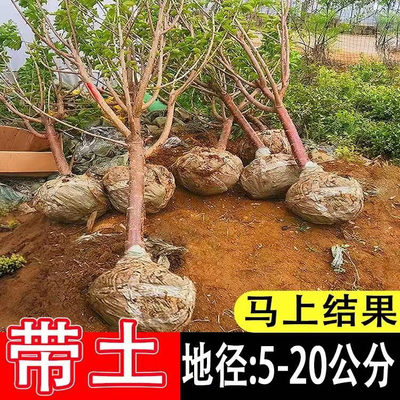 特大车厘子树苗嫁接大樱桃树南方北方四季种植庭院别墅水果树果苗