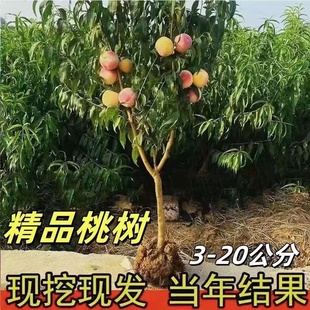 特大桃树果苗带土嫁接水蜜桃冬桃黄油桃盆栽地栽南北方种耐寒果树