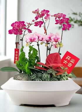 陶瓷摆口径花盆绿植盆栽大简造景SOJ盆底部带孔透气家约居桌面装