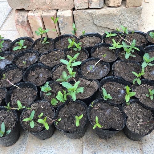 缠枝牡丹花幼苗