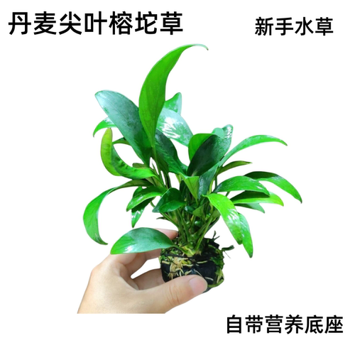 丹麦尖叶榕坨草鱼缸水草