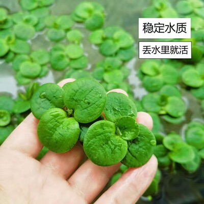 圆心萍浮萍新手懒人鱼缸净化水质鱼虾龟缸生态缸增氧装饰漂浮水草