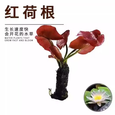 红河根水草鱼缸造景红色