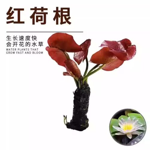 红河根水草鱼缸造景红色