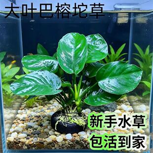 大叶巴榕坨草水榕水草真草鱼缸造景养鱼新手懒人阴性好养活绿植