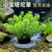 小宝塔坨草鱼缸造景植物真草新手懒人阴性好养净水增氧后景真水草