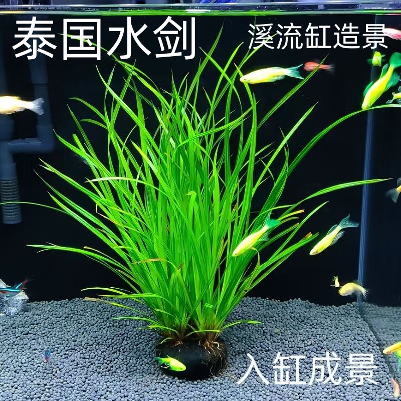 泰国水剑坨草溪流原生缸南美缸鱼缸造景水草植物阴性后景淡水好养