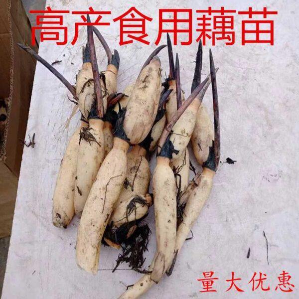 食用浅水莲藕种苗种根池田高产大型深水莲藕荷花苗粉脆籽藕种根苗