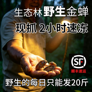 2026金蝉山东大知了猴新鲜野生现抓活体冷冻结了龟爬叉猴蝉蛹大号