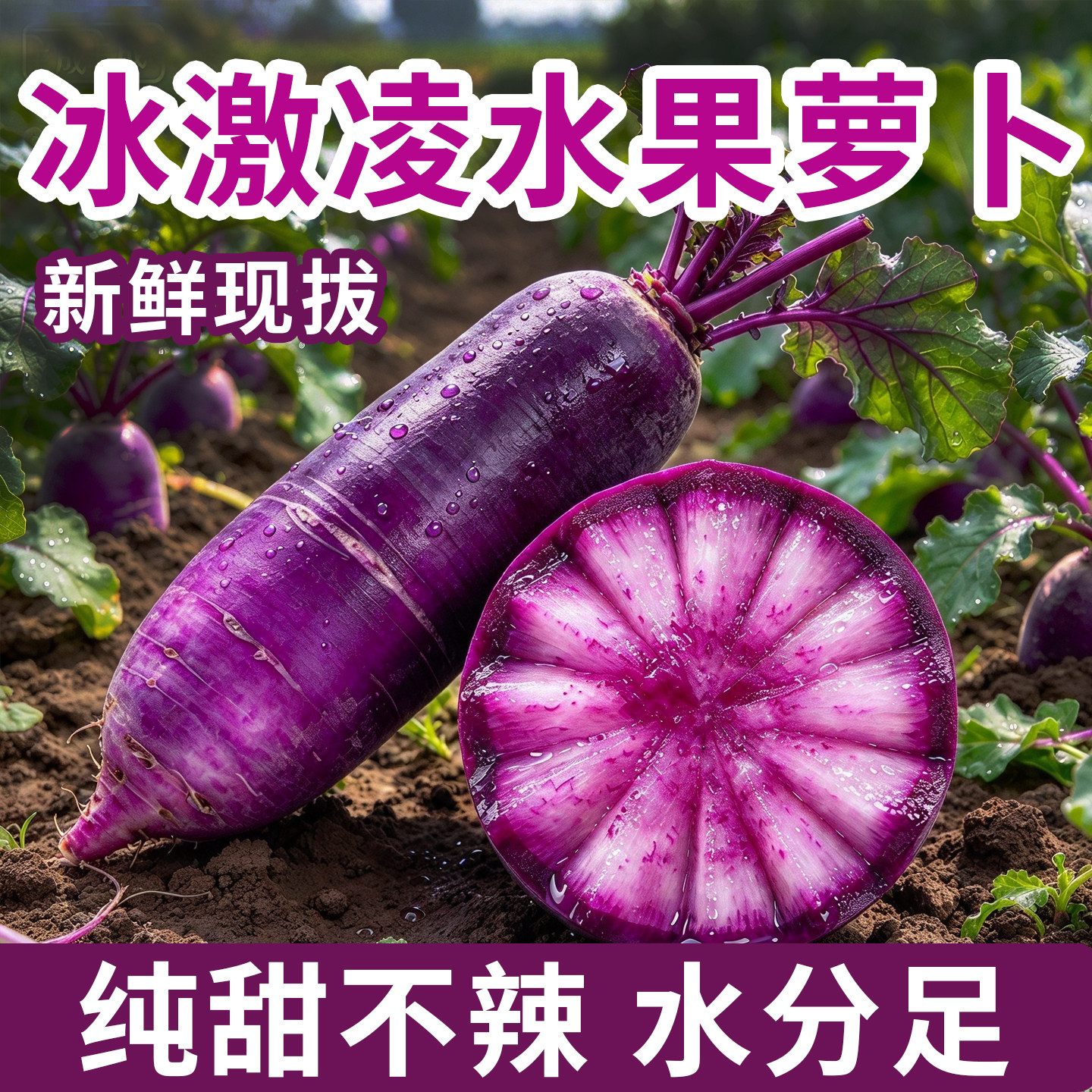 冰淇淋萝卜冰激凌水果萝卜新鲜生吃紫色正宗潍坊产地直发礼盒装