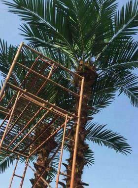 室内外仿真棕观榈树老人树景仿真物公园绿化葵带装饰植AL59356假