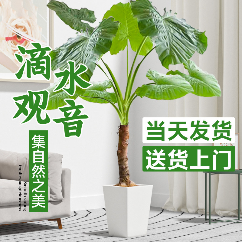 滴水观音绿植大叶老桩盆栽室内客厅大型盆栽庭院盆景海芋水培植物
