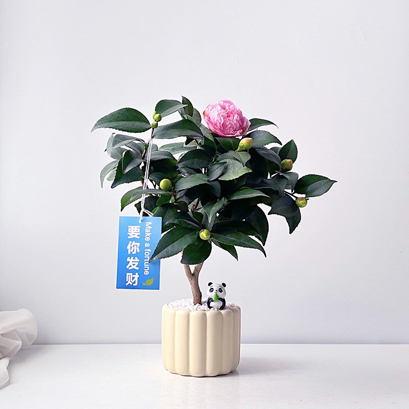 香妃茶花带花苞年宵花盆栽室内客厅阳台绿植送礼节日花卉好养易活