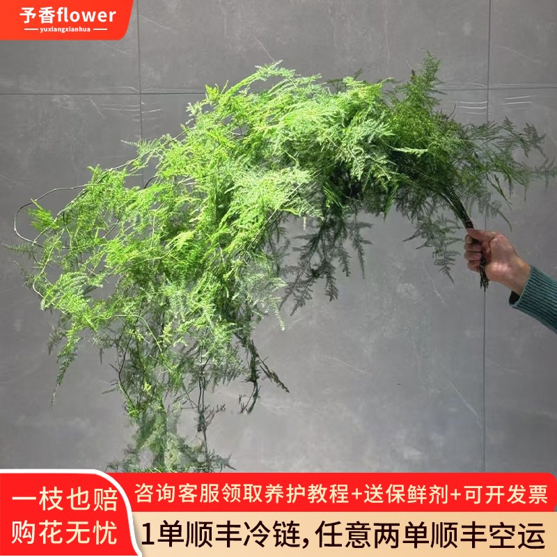 文竹鲜切枝c云南基地直发水养插花鲜切花绿植鲜花花艺云竹水培植
