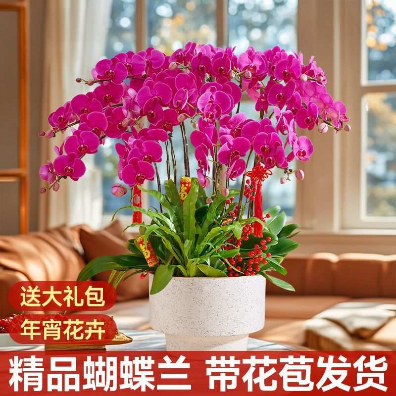 蝴蝶兰盆栽带花苞花剑兰花室内客厅花卉大花型植物春节好养活大盆
