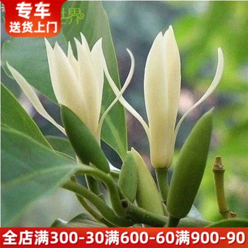 大型白兰花盆栽 花期长多年生木本观花植物花香清新浓郁白玉兰花