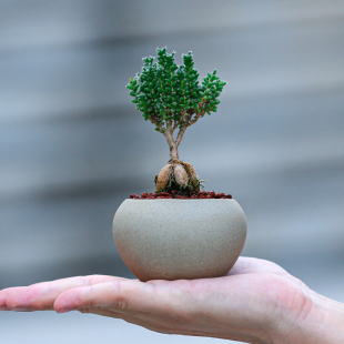 姬红小松盆栽室内茶几办公室电脑桌面微盆景防辐射植物绿植小摆件