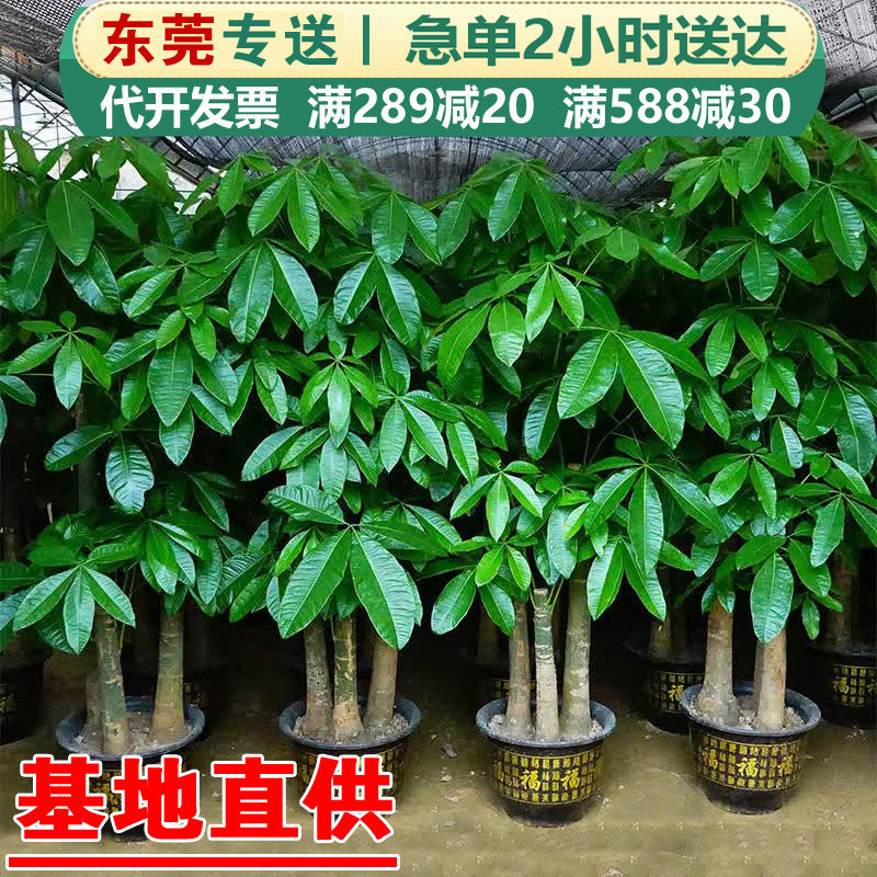 东莞发财树盆栽大植物室内客厅招财店铺开业办公室三杆步步高绿植