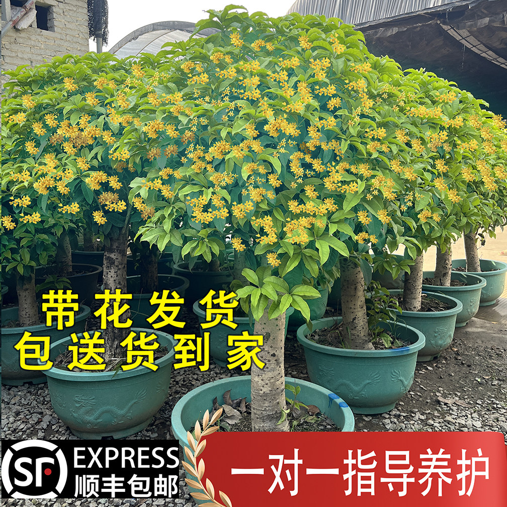桂花树大苗老桩盆栽绿植四季桂浓香型花卉室内外客厅庭院别墅植物