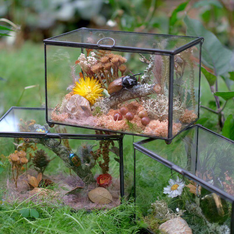 真昆虫标本生态微景观展示 摆件玻璃花房罩书房甲虫金龟植物蝴蝶