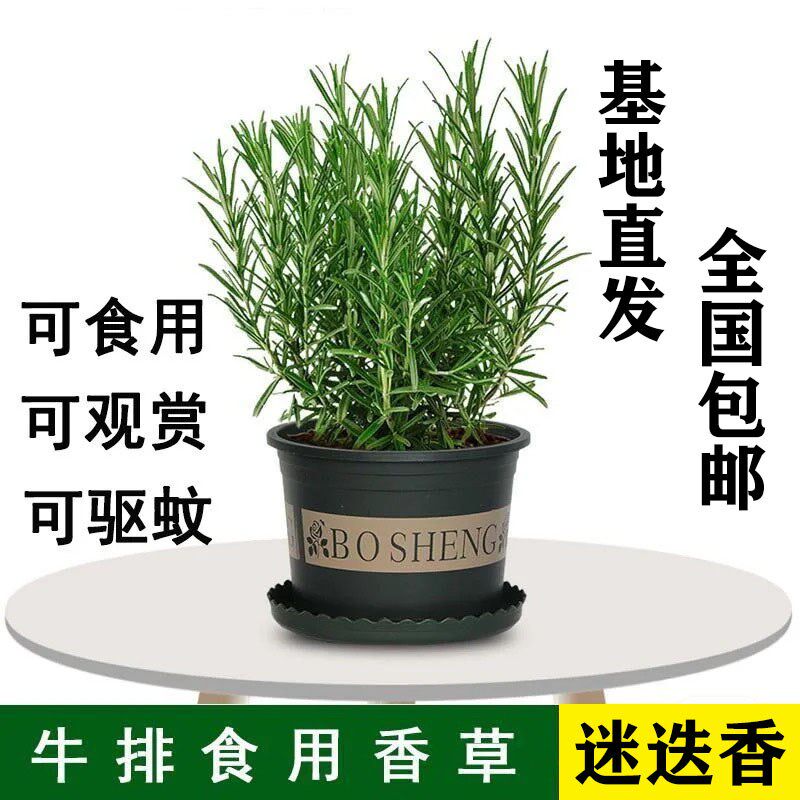 迷迭香盆栽可食用驱蚊植物香草薄荷苗水培花卉绿植物室内可煎牛排