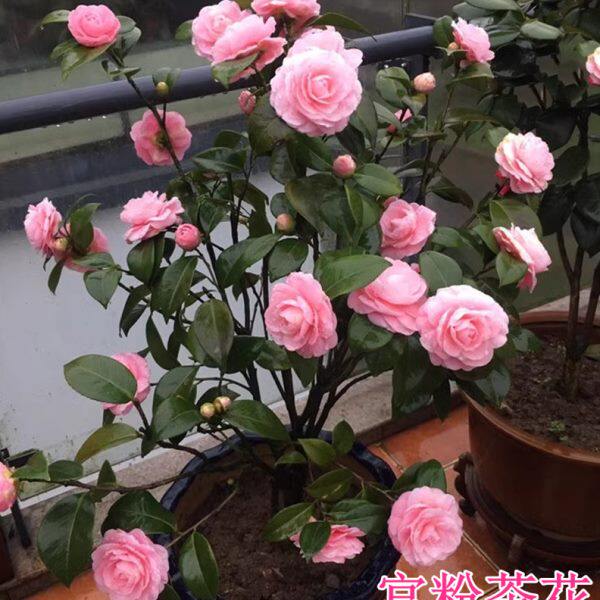 宫粉茶花又名小桃红广东粉纯粉色文瓣花型带花苞山茶树苗名贵品种
