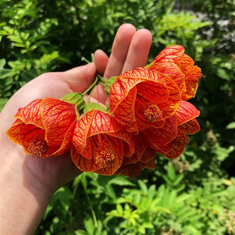 纹瓣悬铃花灯笼花金铃花植物盆栽多年生耐寒耐热四季爆盆宫灯花