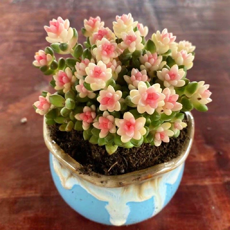 彩色赤豆锦粉色多肉植物室内组合防辐射景观绿植阳台花卉稀有品种