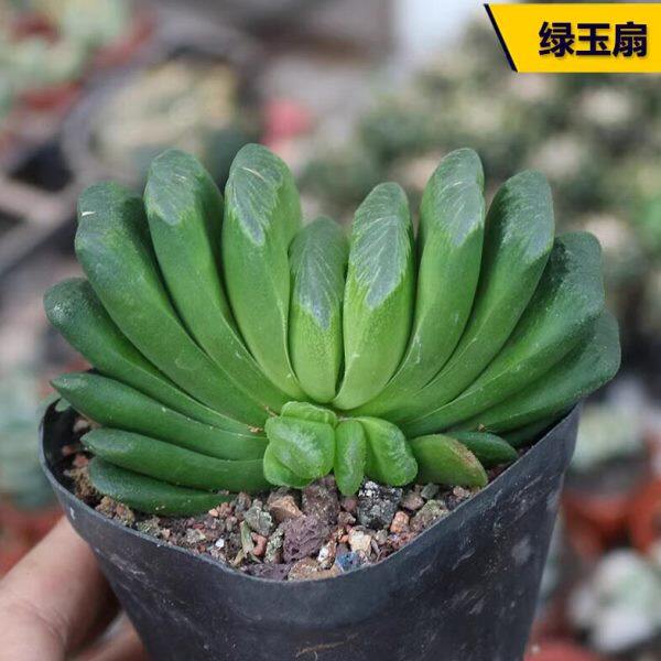 多肉植物玉扇 稀有奇特肉肉好养活办公室阳台绿植玉露