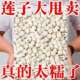 新莲上市莲子500g干货无硫新货新鲜磨皮白莲去芯特一级白莲批发